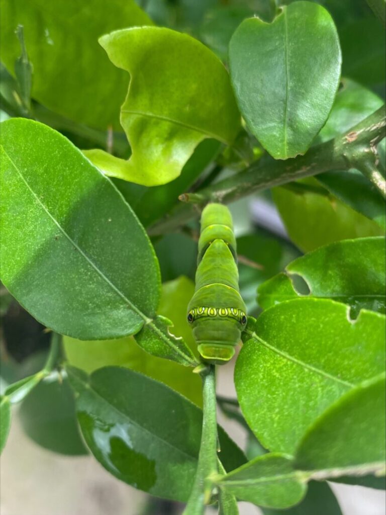 3E6EEE7C FF17 4AAE ACBE 1C8697FF708D 768x1024