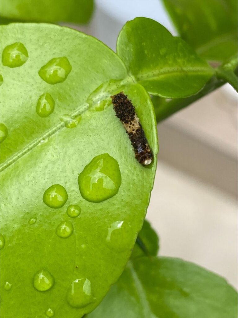 783209F8 8050 4D9F B23A C1542F9D263B 768x1024