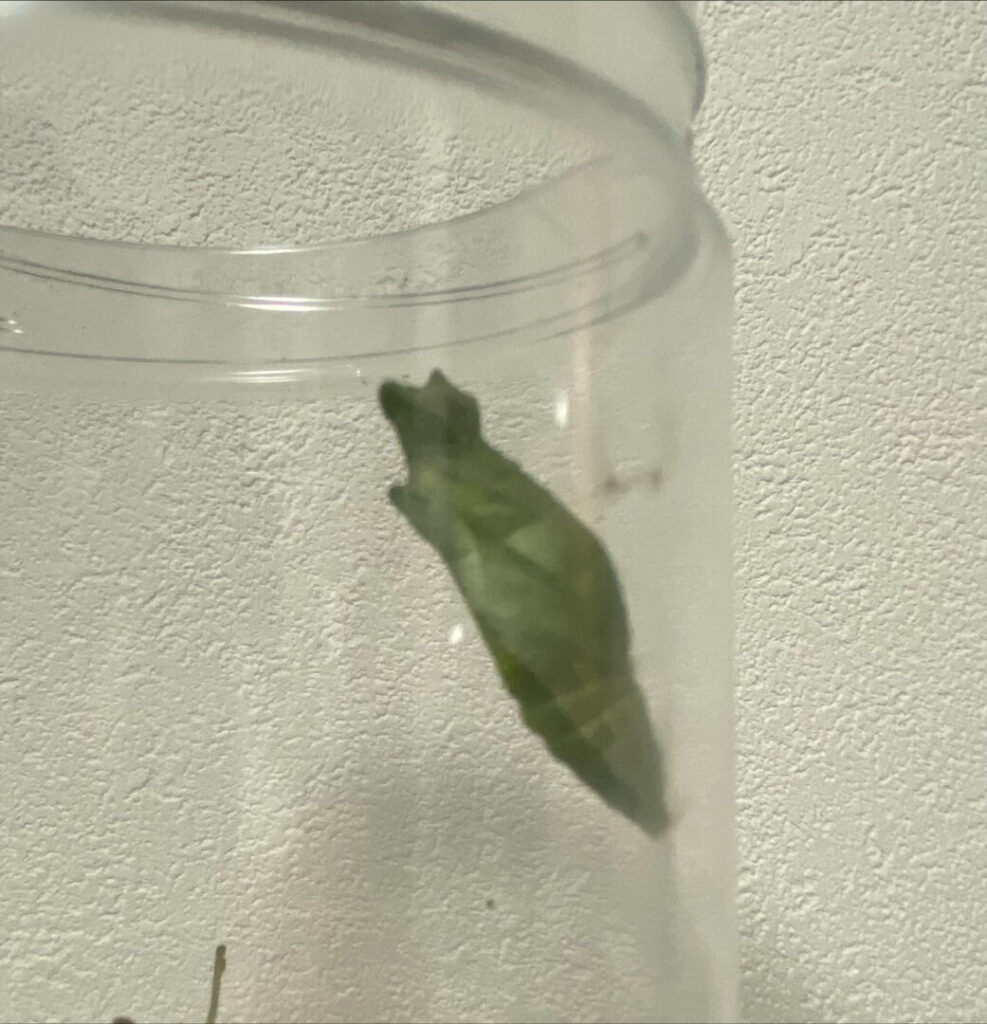 D0E0E408 6300 4564 A722 C32BDA8DA69C 987x1024