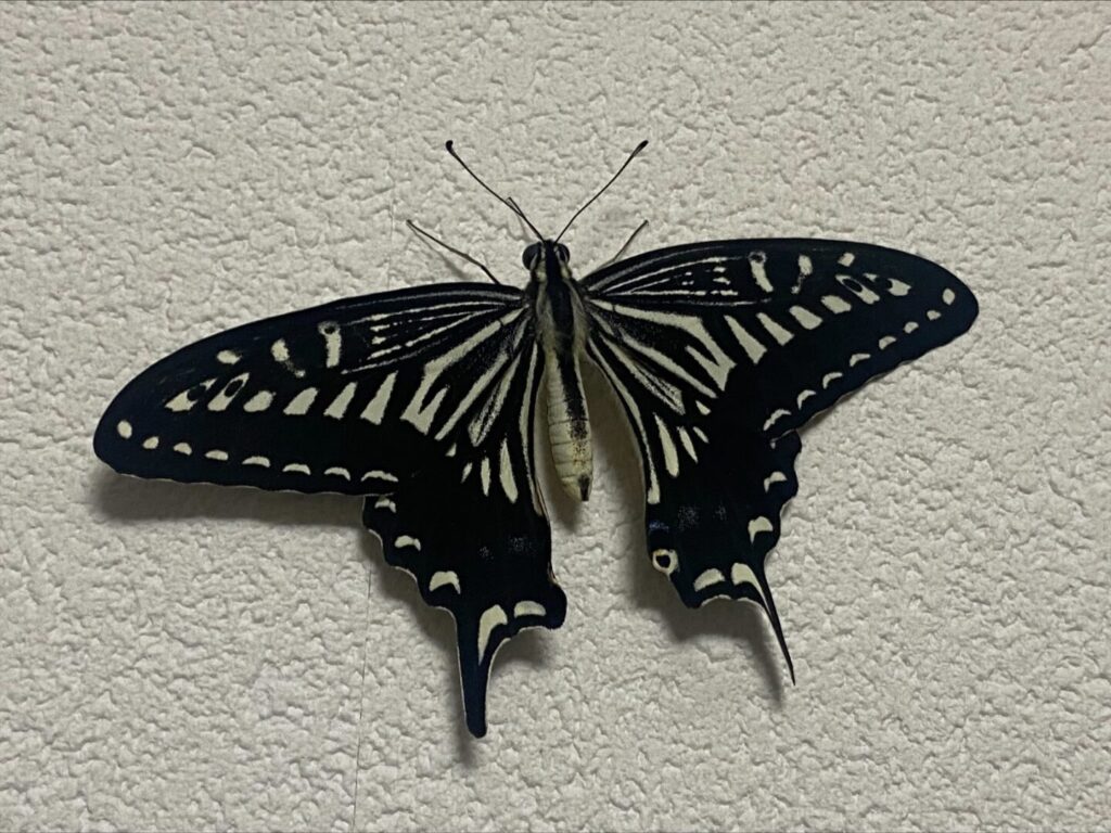 EBB2D27B 4FE3 435C B9D5 B22F078935CC 1024x768